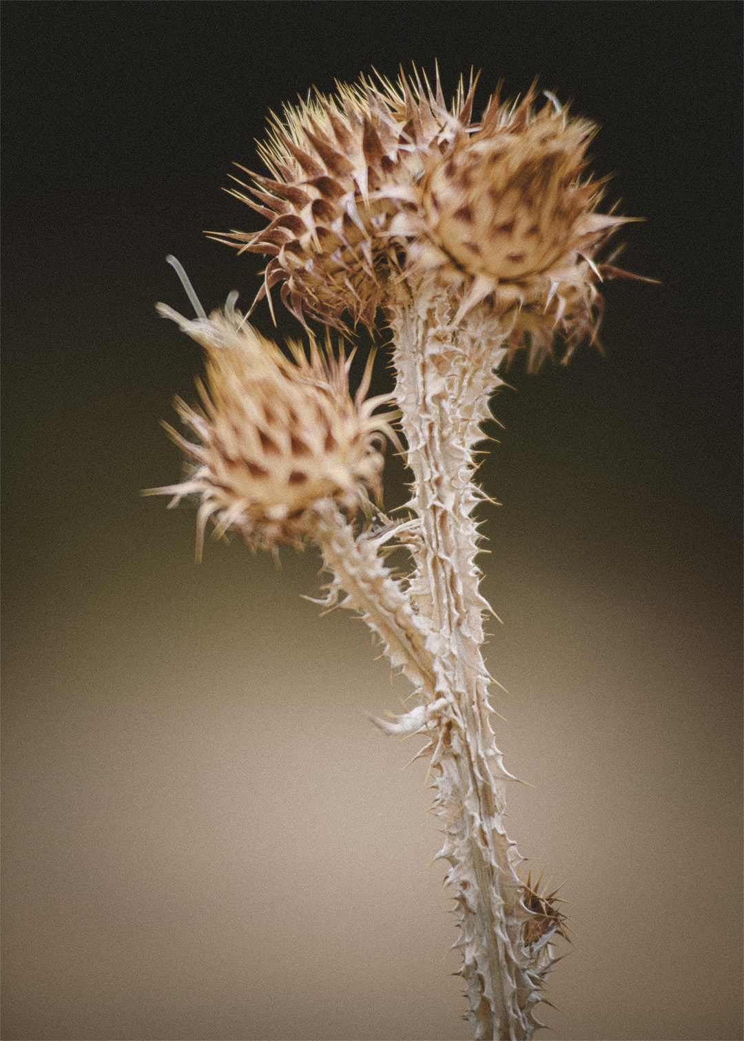 Flor de cardo cerrada con tonos beige sobre fondo oscuro